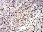 H3K27ac Antibody in Immunohistochemistry (Paraffin) (IHC (P))