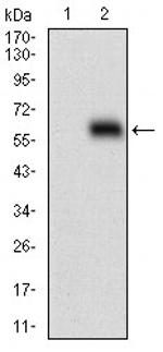 HOXB4 Antibody in Western Blot (WB)