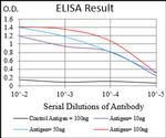 KHDRBS2 Antibody in ELISA (ELISA)