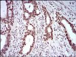 KHDRBS2 Antibody in Immunohistochemistry (Paraffin) (IHC (P))