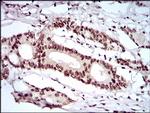 KHDRBS2 Antibody in Immunohistochemistry (Paraffin) (IHC (P))