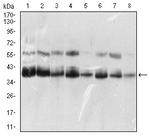 KHDRBS2 Antibody in Western Blot (WB)