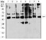 KIR3DL1 Antibody in Western Blot (WB)