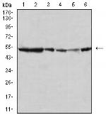 JNK3 Antibody in Western Blot (WB)
