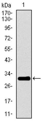 P2Y13 Antibody in Western Blot (WB)