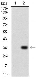 P2Y13 Antibody in Western Blot (WB)