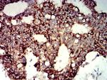 P2Y14 Antibody in Immunohistochemistry (Paraffin) (IHC (P))