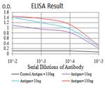 PRDM4 Antibody in ELISA (ELISA)