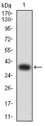 AMPK beta-2 Antibody in Western Blot (WB)