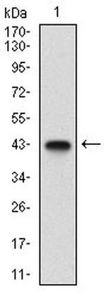 AMPK gamma-1 Antibody in Western Blot (WB)