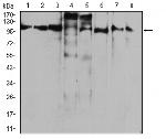 RAB11FIP1 Antibody in Western Blot (WB)