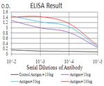 RALA Antibody in ELISA (ELISA)