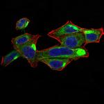 RALA Antibody in Immunocytochemistry (ICC/IF)