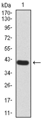 RALA Antibody in Western Blot (WB)