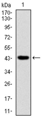 RING1 Antibody in Western Blot (WB)