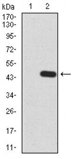 ARHE Monoclonal Antibody (5C7E8) (MA5-31896)