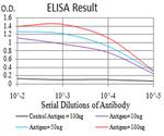 SIRT7 Antibody in ELISA (ELISA)