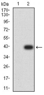 AP2 beta Antibody in Western Blot (WB)