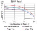 TRIM25 Antibody in ELISA (ELISA)