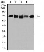 TRIM25 Antibody in Western Blot (WB)