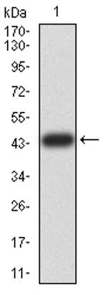 TRIM25 Antibody in Western Blot (WB)