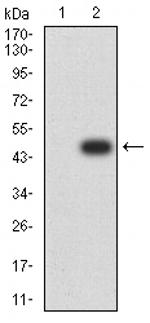 TRIM25 Antibody in Western Blot (WB)