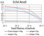 ULK2 Antibody in ELISA (ELISA)