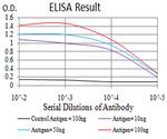 SELS Antibody in ELISA (ELISA)