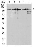 ZFP91 Antibody in Western Blot (WB)