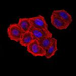 ZFP91 Antibody in Immunocytochemistry (ICC/IF)