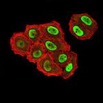 ZFP91 Antibody in Immunocytochemistry (ICC/IF)