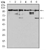 ZFP91 Antibody in Western Blot (WB)