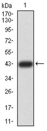 ZFP91 Antibody in Western Blot (WB)