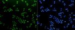 H3K18me1 Antibody in Immunocytochemistry (ICC/IF)