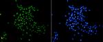 H3K18me1 Antibody in Immunocytochemistry (ICC/IF)