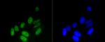 H3K18me1 Antibody in Immunocytochemistry (ICC/IF)