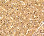 GAPDH Antibody in Immunohistochemistry (Paraffin) (IHC (P))