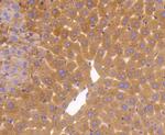 GAPDH Antibody in Immunohistochemistry (Paraffin) (IHC (P))