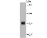 GAPDH Antibody in Western Blot (WB)