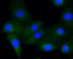 Phospho-GYS1 (Ser641) Antibody in Immunocytochemistry (ICC/IF)