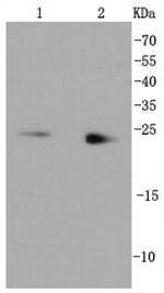 RAB9 Antibody in Western Blot (WB)