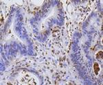 Hydroxyl-Histone H2A (Tyr39) Antibody in Immunohistochemistry (Paraffin) (IHC (P))