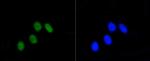 Phospho-Rb (Ser807) Antibody in Immunocytochemistry (ICC/IF)