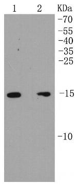 ARPC5 Antibody in Western Blot (WB)