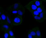 NGF Antibody in Immunocytochemistry (ICC/IF)