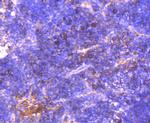 NGF Antibody in Immunohistochemistry (Paraffin) (IHC (P))