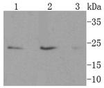 CD63 Antibody in Western Blot (WB)