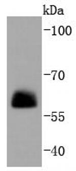 Paxillin Antibody in Western Blot (WB)