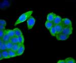 HAPLN1 Antibody in Immunocytochemistry (ICC/IF)