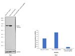 PARP1 (cleaved Asp214) Antibody